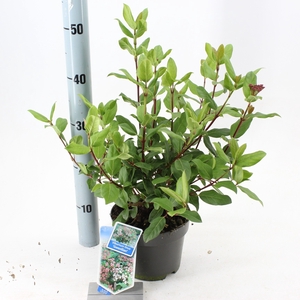 Viburnum tinus 'Gwenlian' P17 (2ltr)
