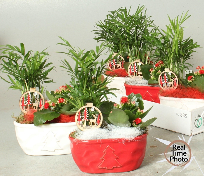 <h4>Arr Kamerpl</h4>