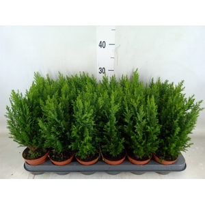 Chamaecyparis laws. 'Ellwoodii'