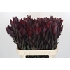Leucadendron Saf Sunset Dark R.