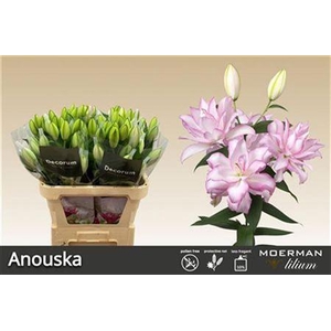 Li Or Du Anouska 5+