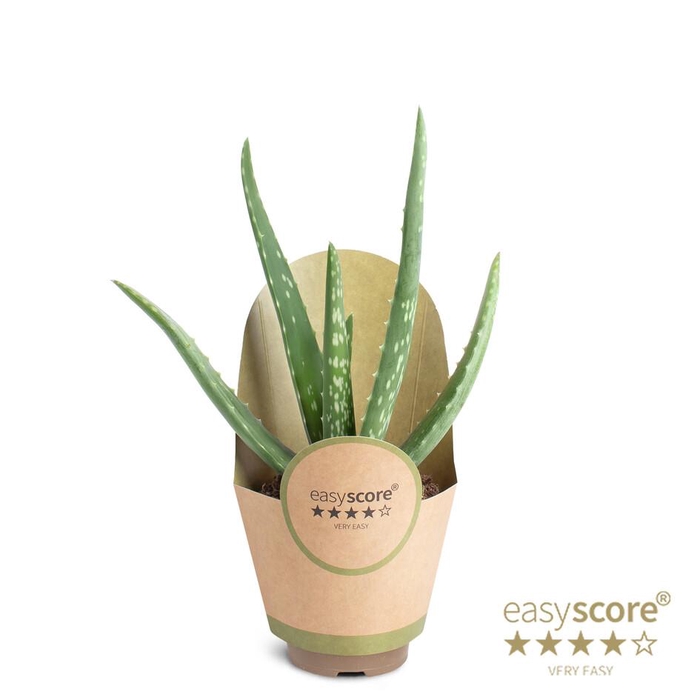<h4>ALOE VERA p9</h4>