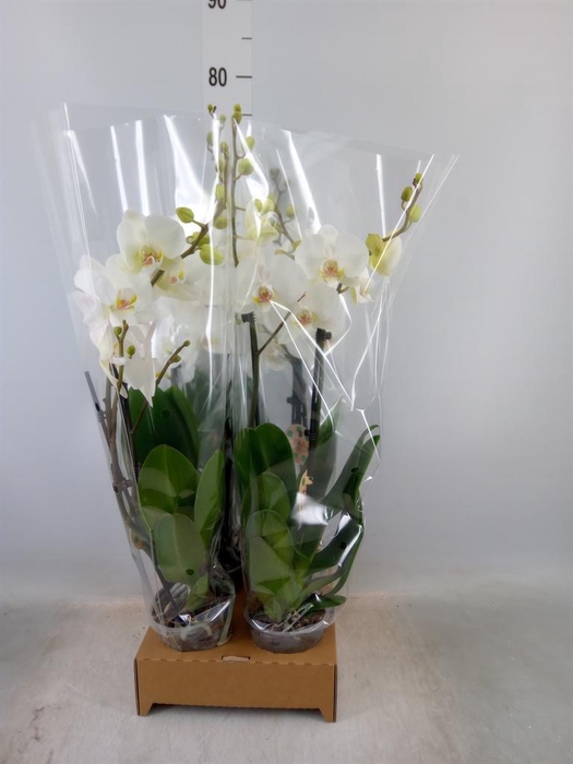 <h4>Phalaenopsis   ...white</h4>
