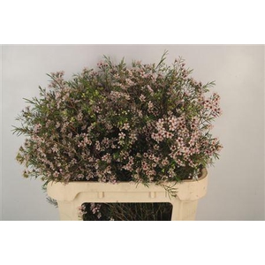 Chamelaucium Dori Light Pink
