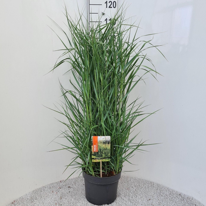 <h4>Panicum virgatum</h4>