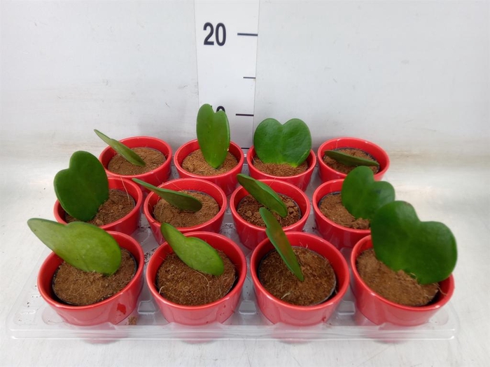 <h4>Hoya kerrii</h4>