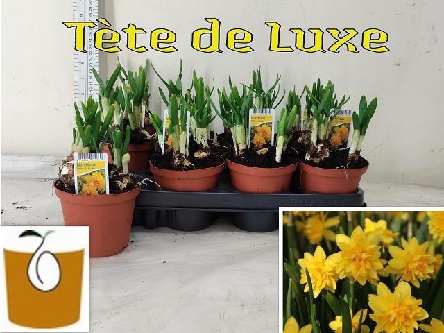 Narc O Tete De Luxe