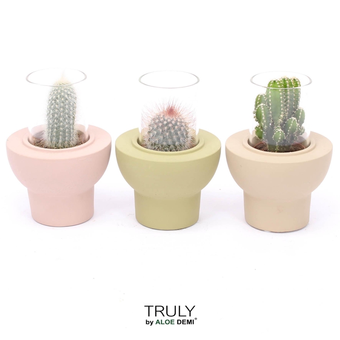 <h4>TRULY Cactus, Beaver</h4>