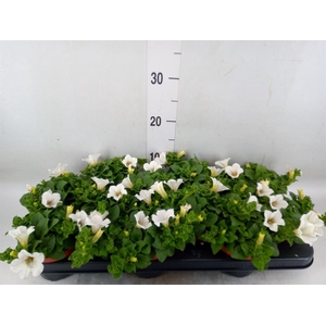 Petunia  'Surfinia Baby White'