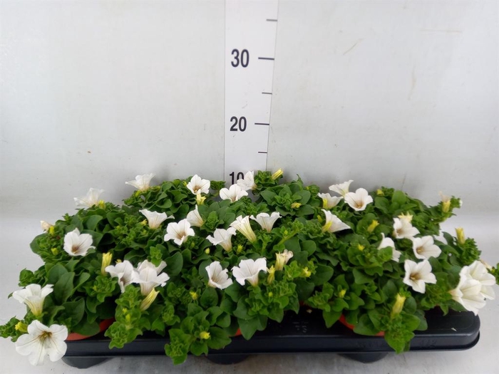 <h4>Petunia  'Surfinia Baby White'</h4>