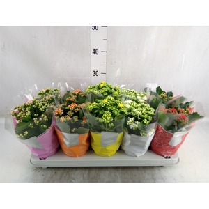 Kalanchoe blos. 'Perfecta'  ..mix 5