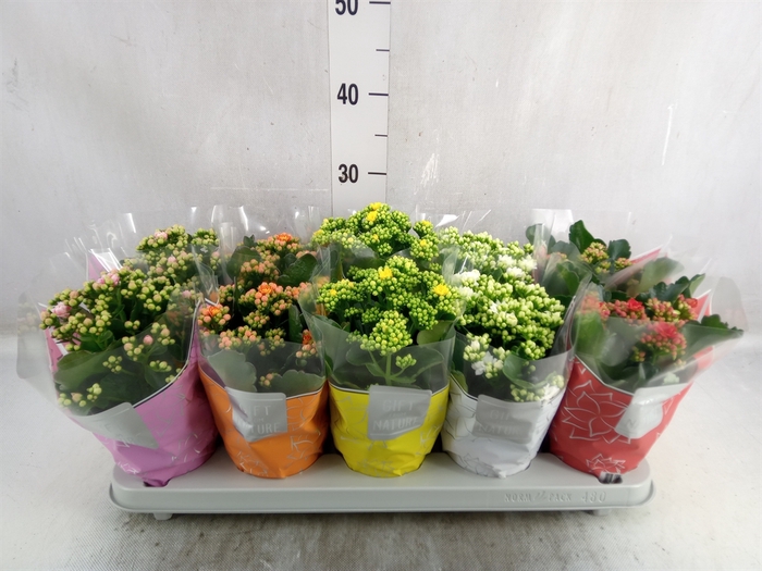 <h4>Kalanchoe blos. 'Perfecta'  ..mix 5</h4>