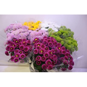 Chr S Pompon Gem Bs X5
