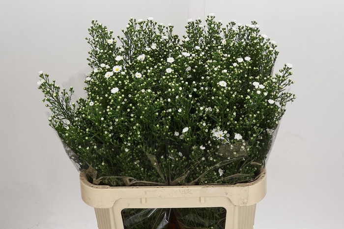 <h4>Aster Paquita</h4>