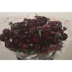 Ran... Su Nerone Super X50