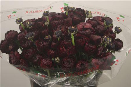 <h4>Ran... Su Nerone Super X50</h4>