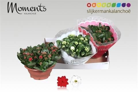 <h4>KAL GE GEM 2 KL</h4>