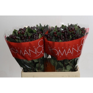 Hypericum Rocky Romance