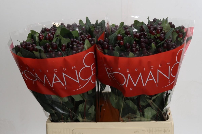 <h4>Hypericum Rocky Romance</h4>