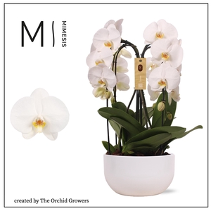 Mimesis Phal. Arrangement Crown White - 4 spike 26cm in Saskia White ceramic