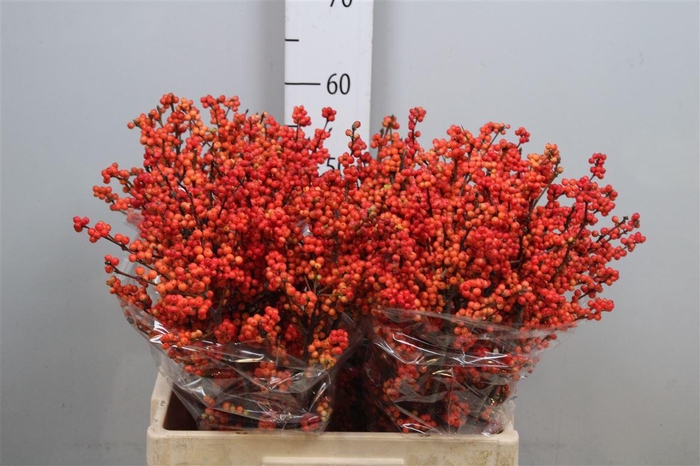 <h4>Ilex Ve Winter Gold</h4>