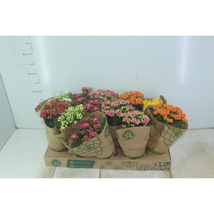 KALANCHOE DOBRADO P11