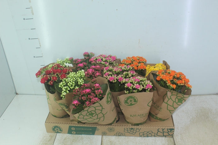 <h4>KALANCHOE DOBRADO P11</h4>