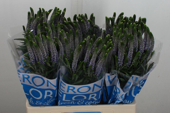 <h4>Veron Smart June</h4>