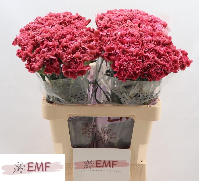 <h4>DI ST MISS FABULOUS</h4>