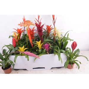 BROMELIA GEM 15 SRT