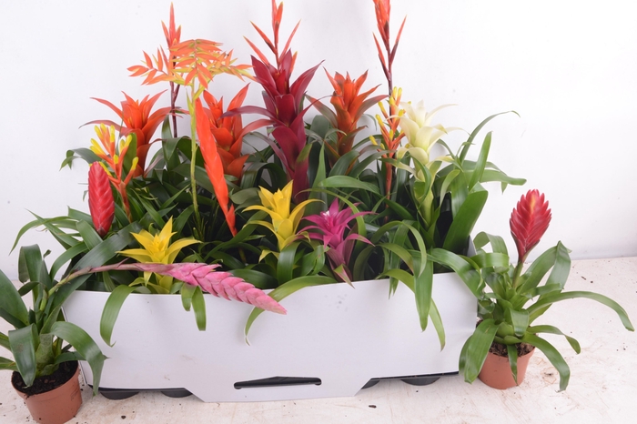 <h4>BROMELIA GEM 15 SRT</h4>