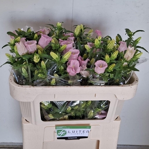 CAMPANULA MEDIUM 'PEARL PINK'