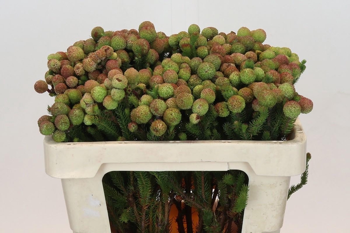 <h4>BERZ GALPINII</h4>