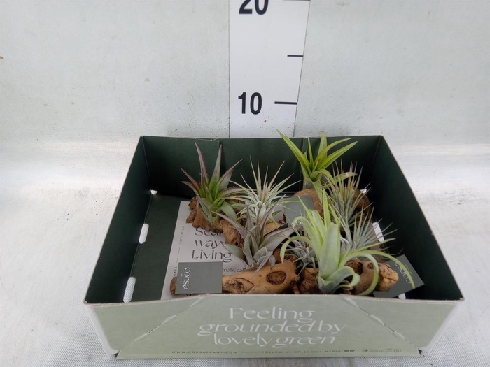 <h4>Arr. Tillandsia L%</h4>