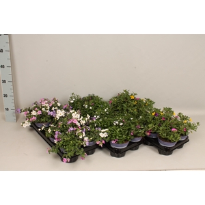 Happy Colours Calibrachoa Divers