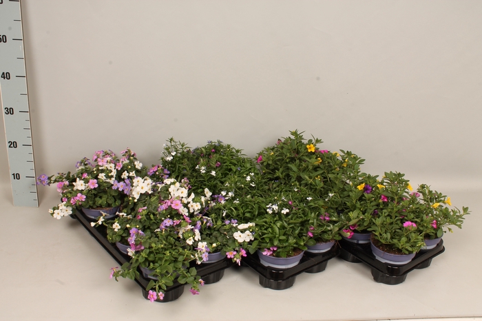 <h4>Happy Colours Calibrachoa Divers</h4>