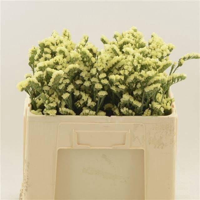 <h4>LIM S GLOSSY WINGS</h4>