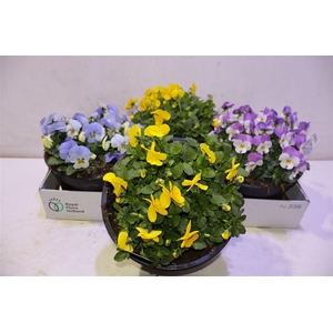 Vio Co Sorbet Gem Mixbox