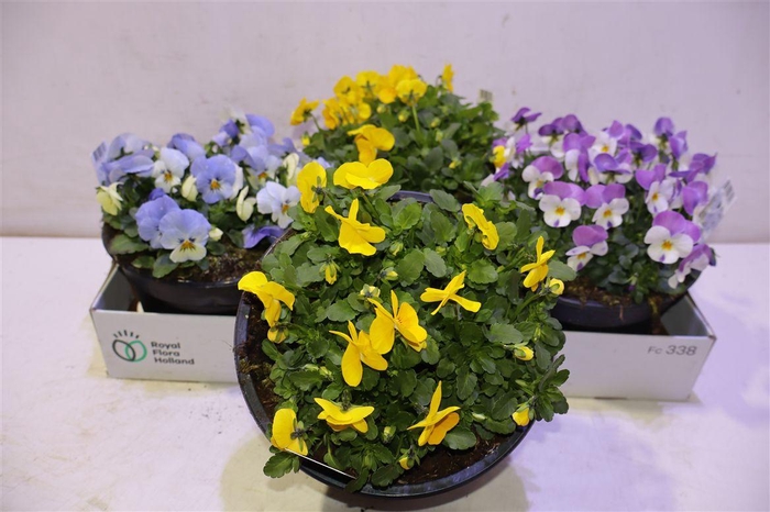 <h4>Vio Co Sorbet Gem Mixbox</h4>