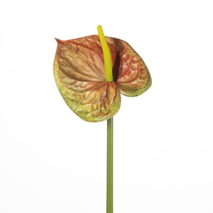 AF Anthurium L75cm Green/Red
