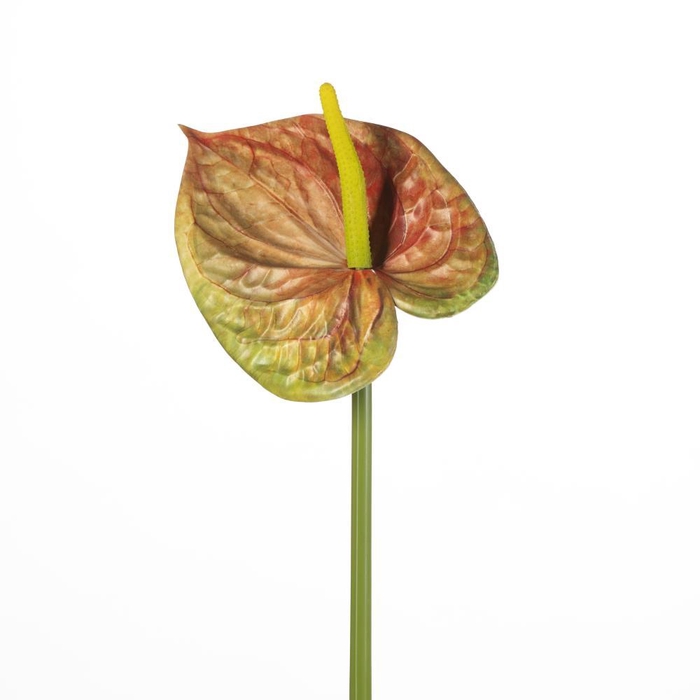 <h4>AF Anthurium L75cm Green/Red</h4>