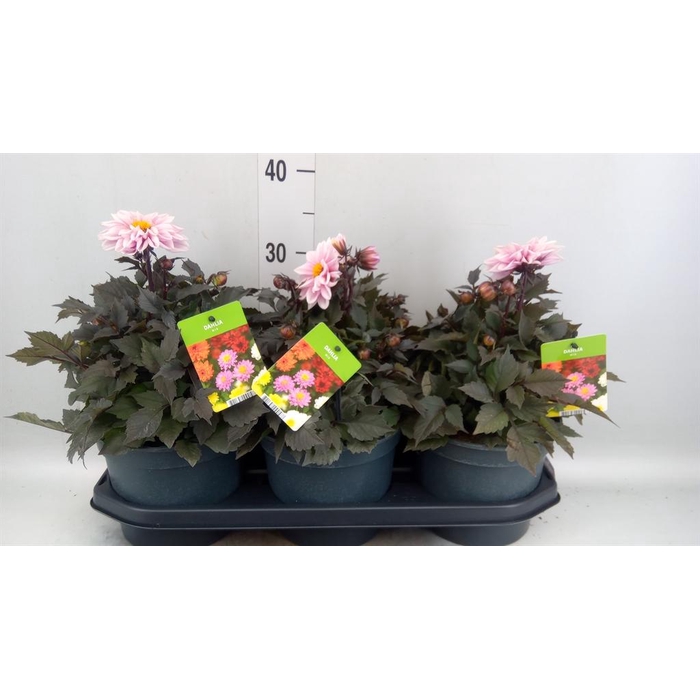 <h4>Dahlia  'Dalina Maxi'  ...mix</h4>