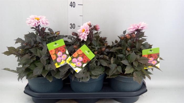 Dahlia  'Dalina Maxi'  ...mix