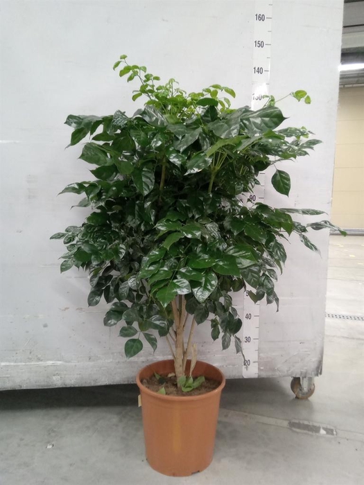 <h4>Radermachera sinica</h4>