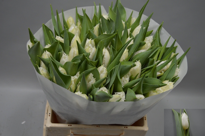 <h4>TU FR CRICKO</h4>