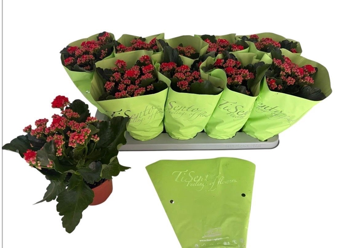 <h4>KAL GE PERFECTA RED</h4>