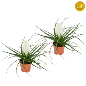 Tillandsia Biancini Wit (Met Hoes)