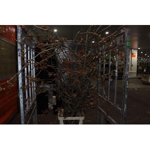 Prunus Serrulata 200cm P Stem