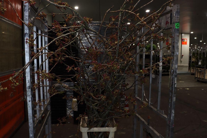 <h4>Prunus Serrulata 200cm P Stem</h4>