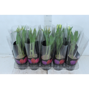TULIPA VARIADO P12